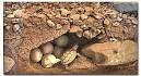 Desert Tortoise wildlife information - DesertUSA