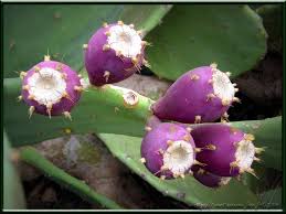 Blog de ennemisdesvegetaux : PROTECTION DES PLANTES CULTIVEES ET ORNEMENTALES, Le Figuier de Barbarie (Opuntia ficus-indica)