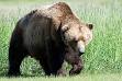 Brown bear - Wikipedia, the free encyclopedia