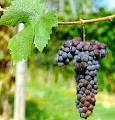 Fringe Wine: Grignolino del Monferrato Casalese - Piemonte, Italy