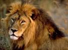 of an African <b>lion</b>