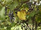 What to do with Concord grapes