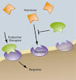 Low Dose Exposures to Endocrine Disruptors | Science | Chemical ...