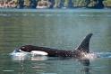 Campbell River Whale Watching Adventure Tours - Campbell River ...