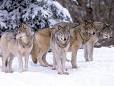 Gray Wolf - Canis lupus