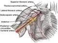 Axillary artery - Wikipedia, the free encyclopedia