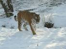 Amur Tiger at Highland - via Daymix