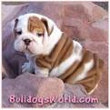 BulldogsWorld Bulldog gift store! Bull Dog