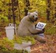 funny bears