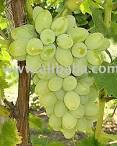 Thompson Seedless / Sultana grapes products,South Africa Thompson ...