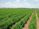 Agricultural Insurance | Scurich Insurance Services