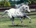 Appaloosa