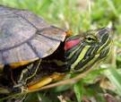 Red Eared Slider behavior