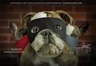 Wonderfully Witty Dog Portraits by Ron Schmidt - My Modern Metropolis