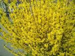 File:<b>Forsythia</b> monza marzo-01.