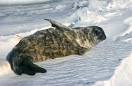 Seal Image Antarctic seals and other animals Picture 7
