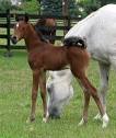 Arabian Horse Pictures: Your Best Site for Arabian Horses and ...