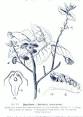 <b>Antiaris</b> toxicaria