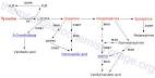 Amino Acid Derivatives: Catecholamine, Neurotransmitter ...