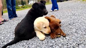 external image vgsZft2.jpg