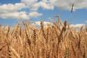 Whole Grains: How do grains affect the human body? | Bonfire