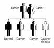 Gaucher Disease: A guide for patients