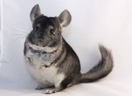 images?q=tbn:ANd9GcSOzNgziK18YVBGRePTIWXXDUuZvR0Jp9qY0p1V4Gfse5OjJlNM