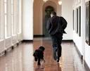 Bo Obama Portuguese Water Dog