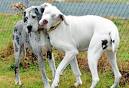 Blind Great Dane has own guide dog in Shropshire « Shropshire Star