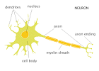 For every <b>neuron</b>, there are