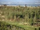 Woodland near California. The Central Scotland Forest, a young plantation on - via Daymix