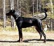 Guard dog - Wikipedia, the free encyclopedia