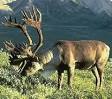 Northwest Trek > Barren Ground Caribou