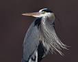 Great Blue Heron, Identification, All About Birds - Cornell Lab of ...