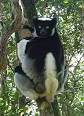 Indri - Wikipedia, the free encyclopedia