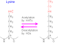 Histone Acetylation, DNA Methylation and Epigenetics