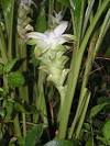 Pacific Bulb Society | Curcuma