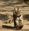 Tiger - Wikipedia, the free encyclopedia