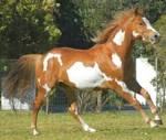 Livs Farm  Paint horse