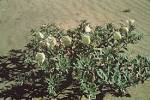 Eureka evening primrose flower - via Daymix