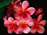 flowers - Flowers Photo (32600648) - Fanpop fanclubs