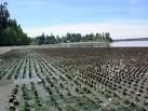 Case Inlet Shoreline Association