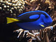 Paracanthurus hepatus - Wikipedia, the free encyclopedia