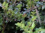 <b>Vaccinium</b> ovatum