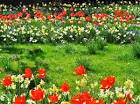 My Flower Garden