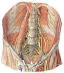 <b>Plexo lumbosacro</b>
