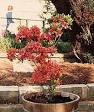 Azalea - Wikipedia, the free encyclopedia