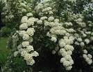 <b>Spiraea</b> is native to the