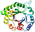 http://wpcontent.answcdn.com/wikipedia/commons/thumb/2/2c/8tim_TIM_barrel_topview.png/300px-8tim_TIM_barrel_topview.png