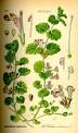 Glechoma hederacea - Wikipedia, the free encyclopedia